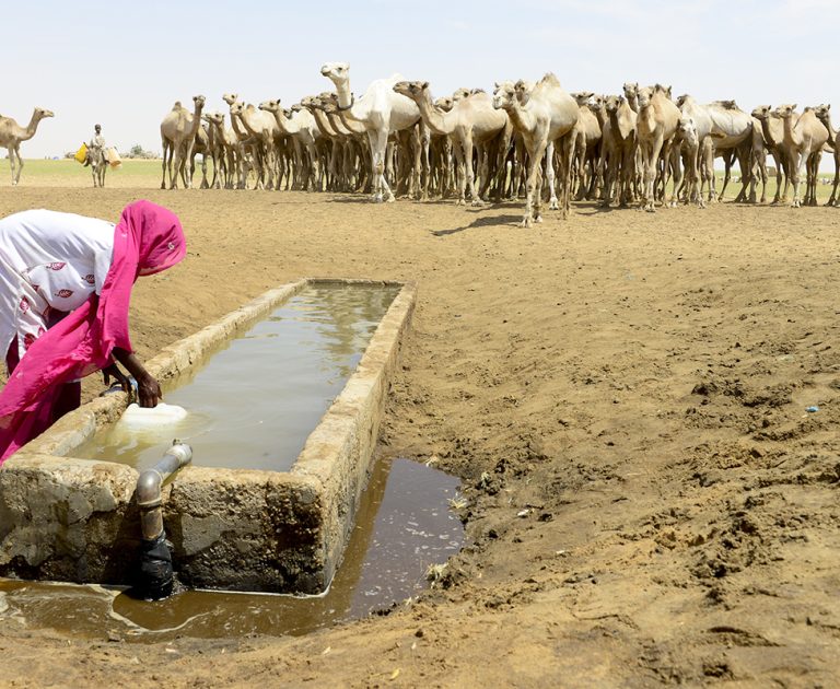 Nomads with their dromedary herds in an artificial water well in the Sahara desert, northern Chad.